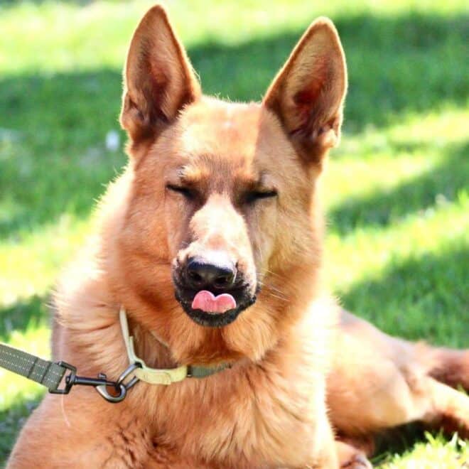 Discover the Stunning Range of German Shepherd Colors Doglazy