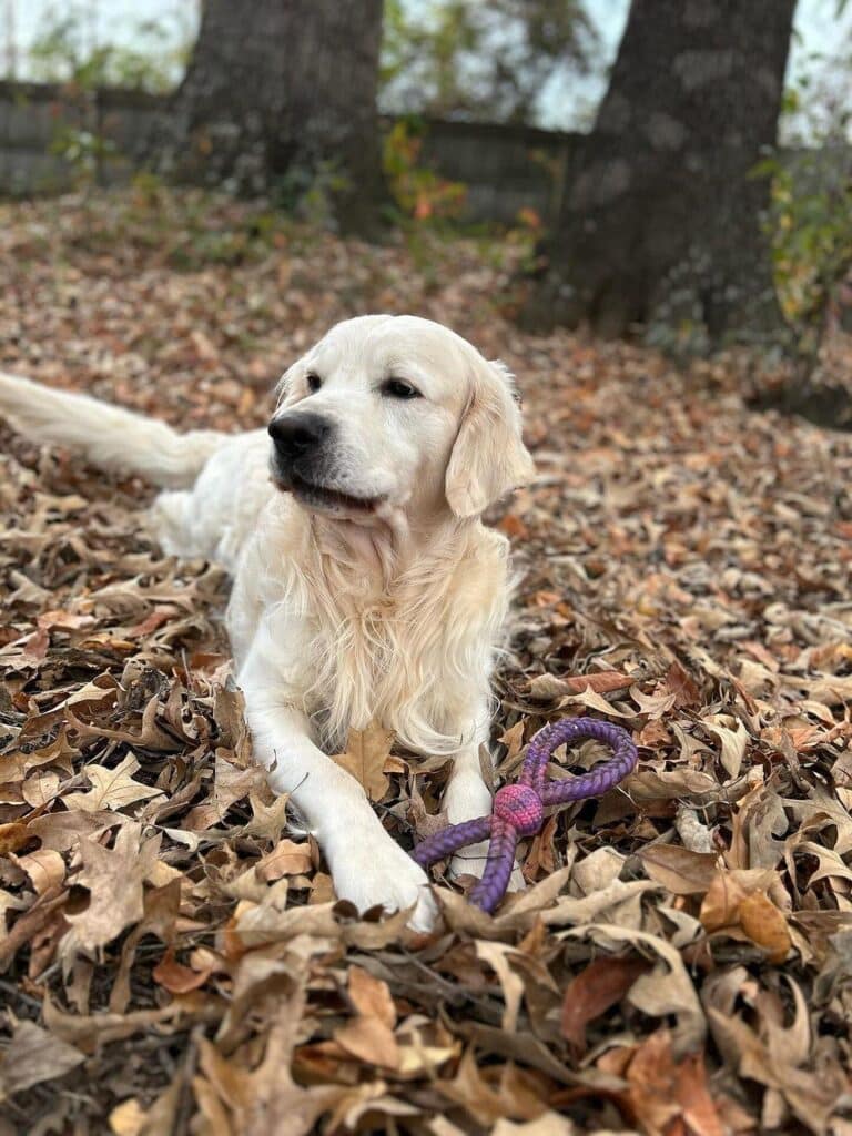 English Cream Dachshunds The Perfect Family Companion Doglazy