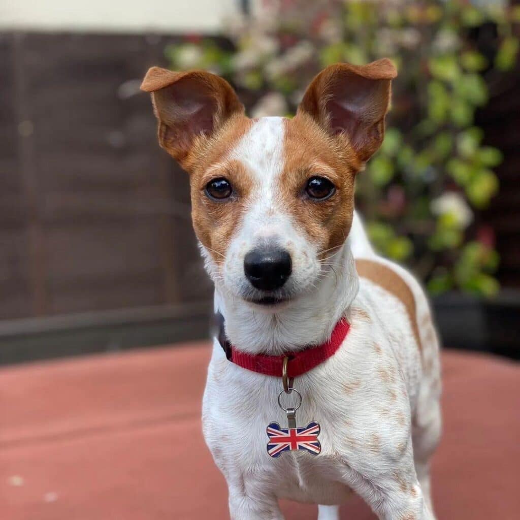 Jack Russell Terrier