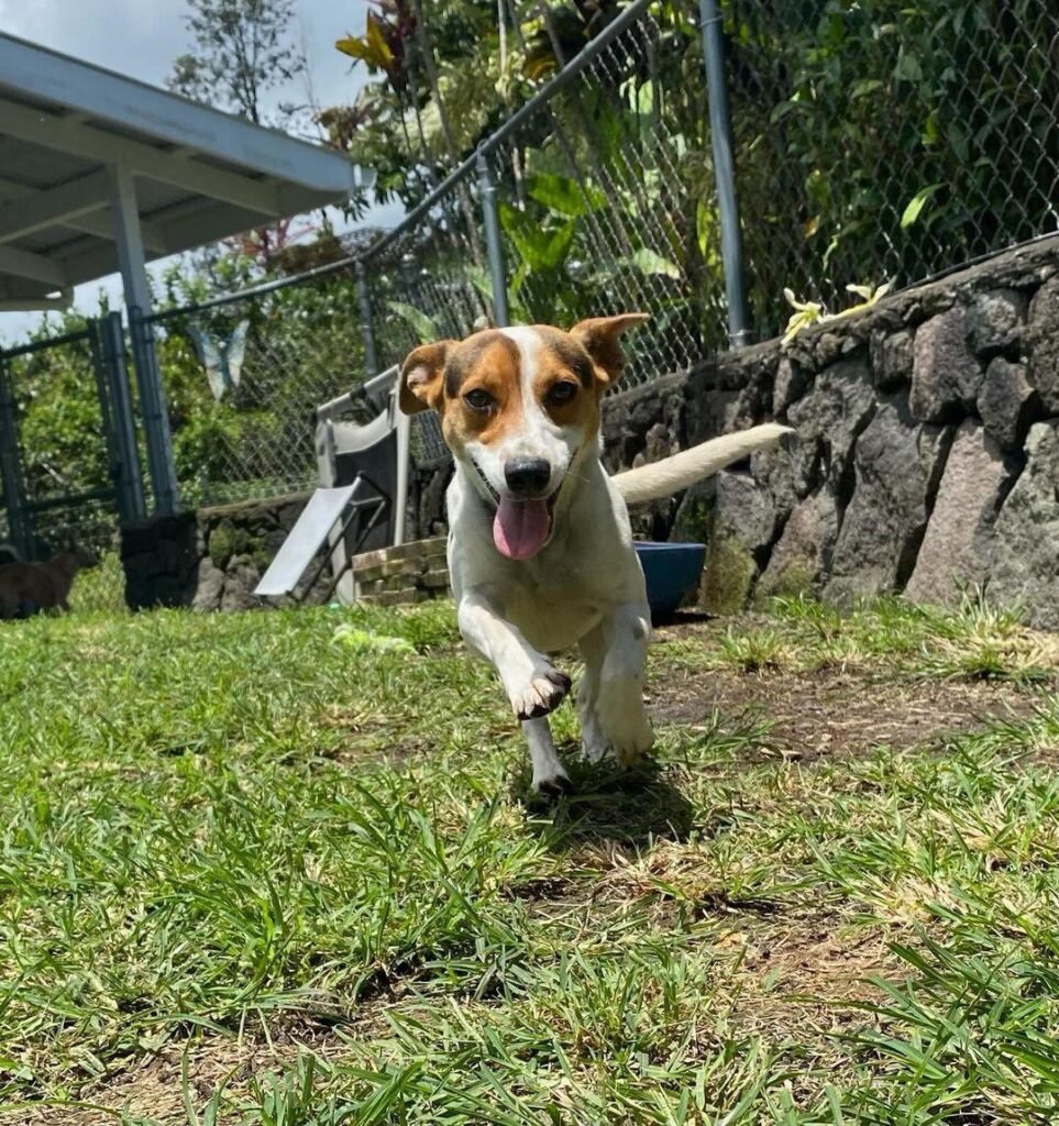 Jack Russell Terrier