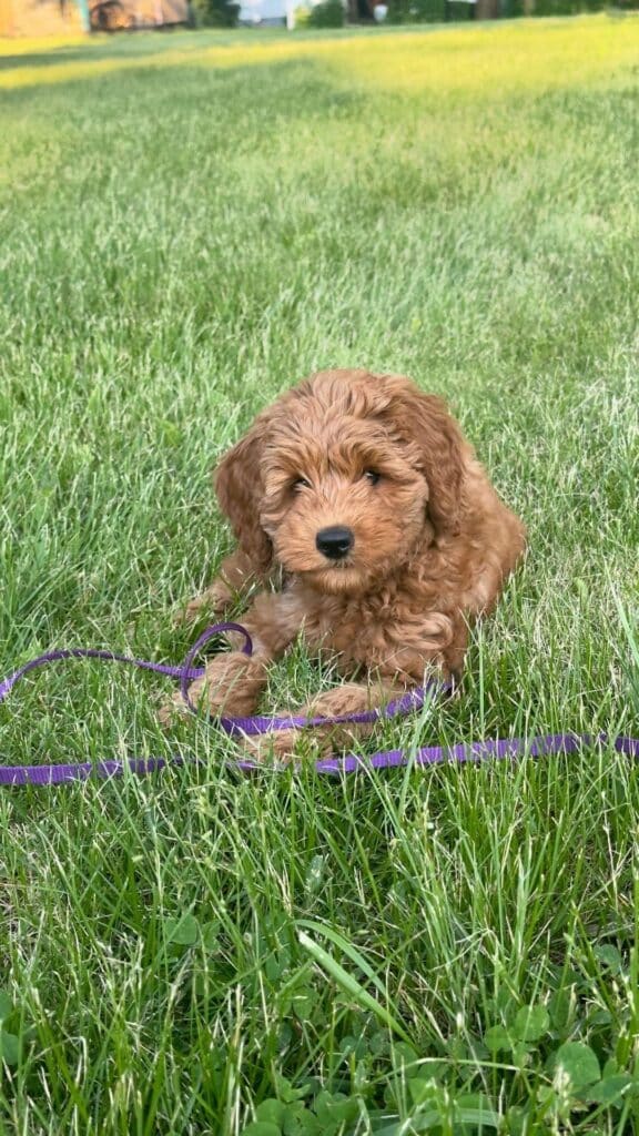 Know Mini Golden Doodle: Complete Guide Doglazy