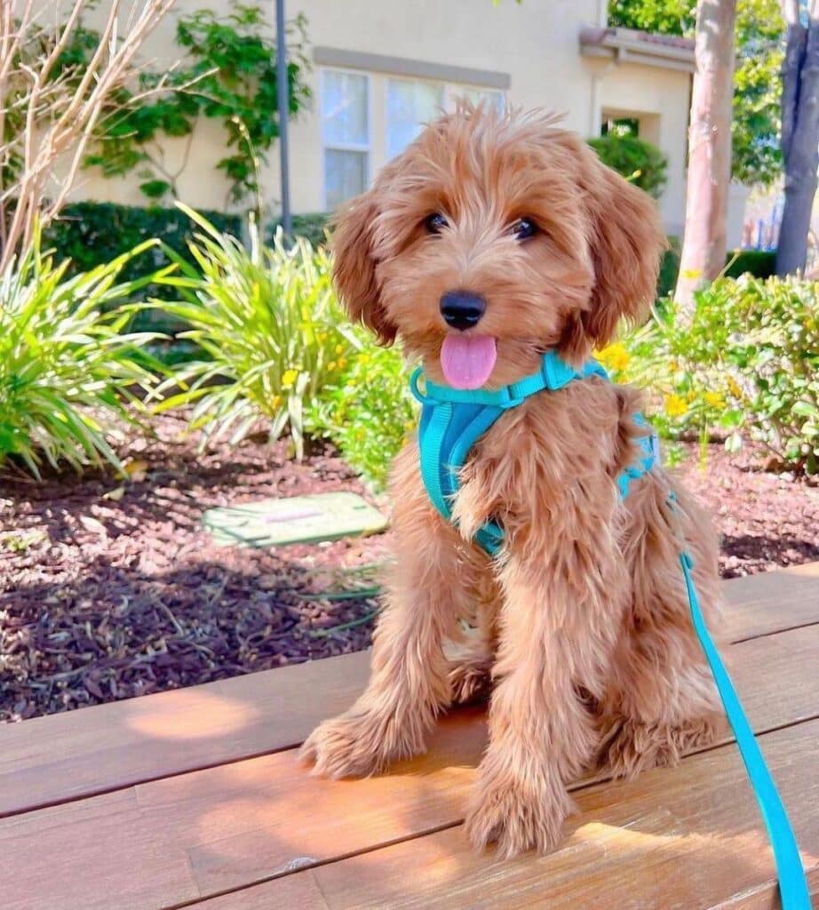 Know Mini Golden Doodle: Complete Guide Doglazy