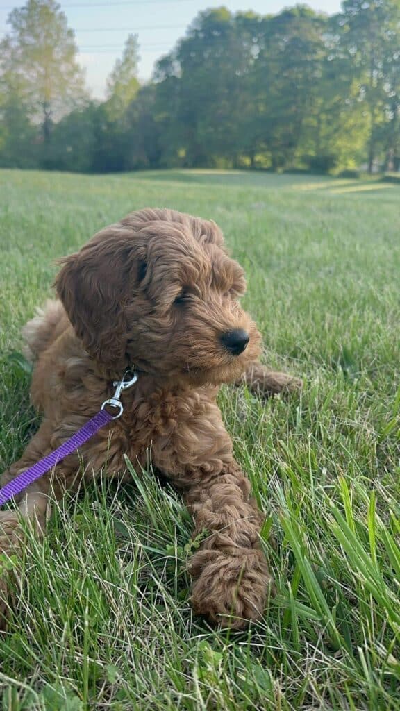 Know Mini Golden Doodle: Complete Guide Doglazy