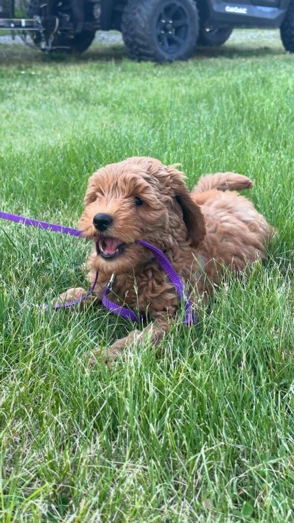 Know Mini Golden Doodle Complete Guide Doglazy