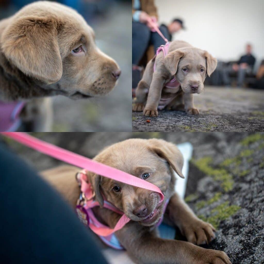 Silver Lab Discover the Unique Beauty of These Majestic Dogs Doglazy