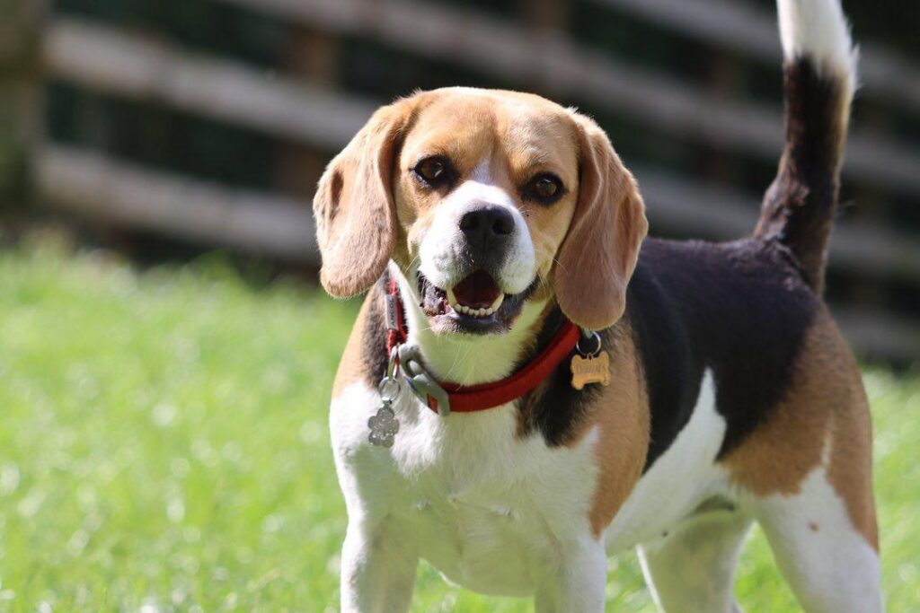 What Are the Spikes on Dogs' Lips