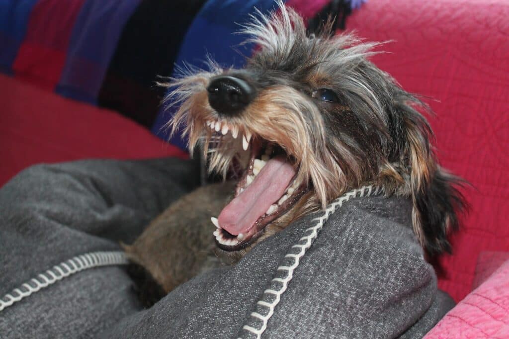 long haired dachshund