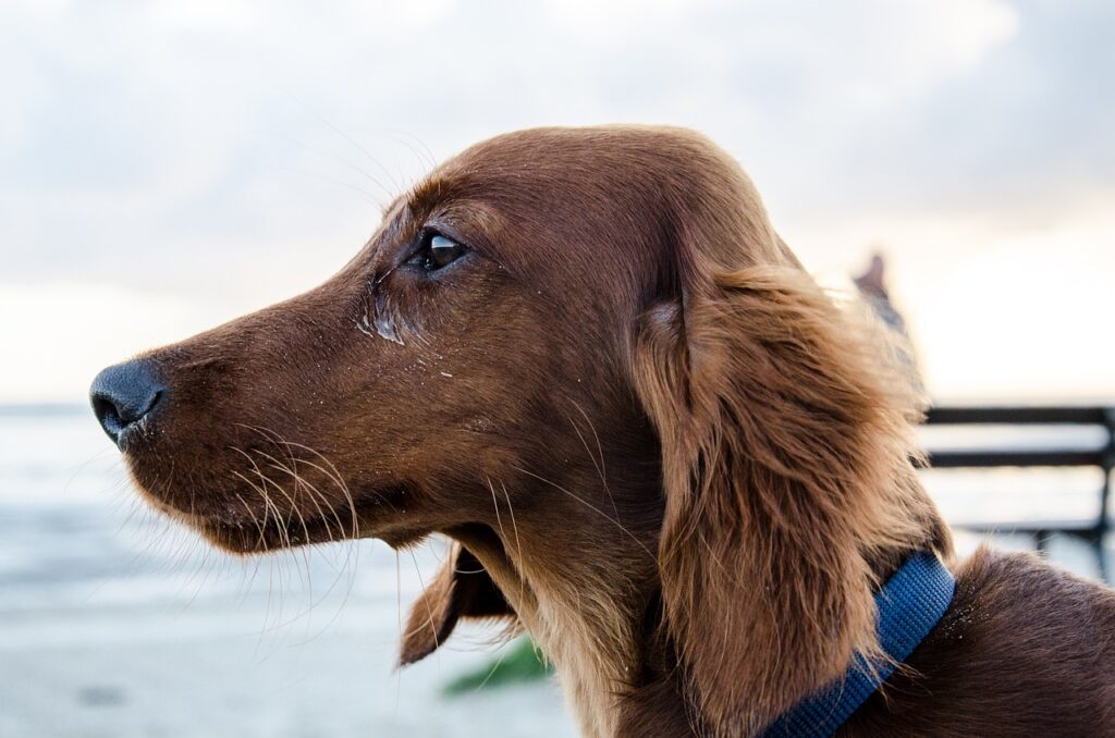 long haired dachshund