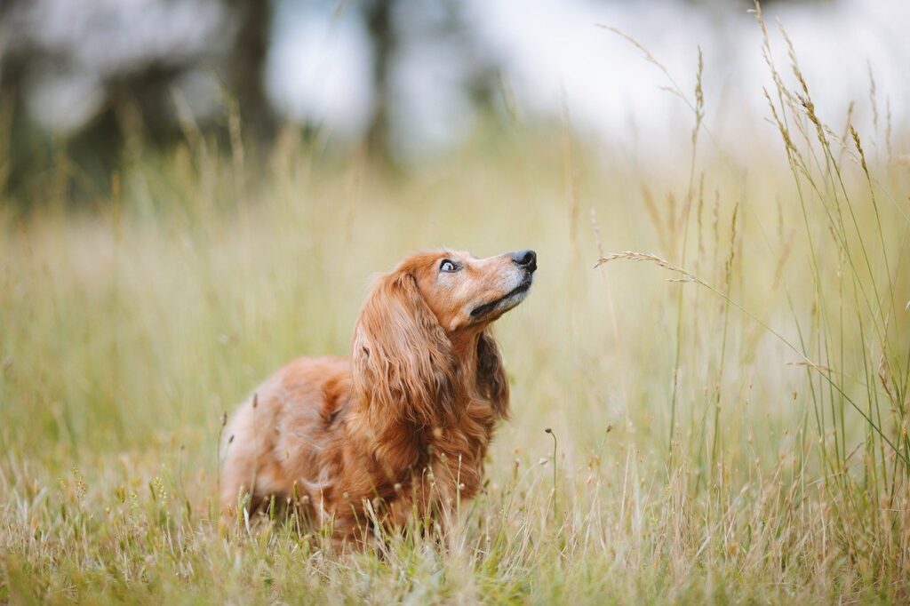 long haired dachshund