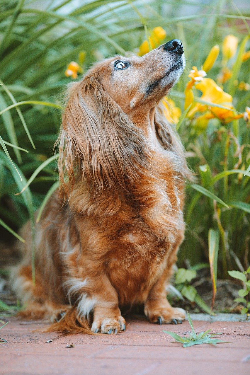 long haired dachshund