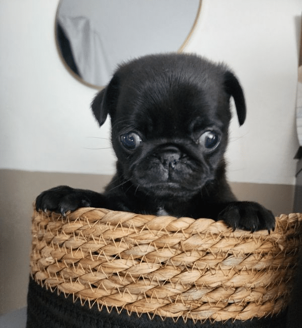 do pugs eyes fall out