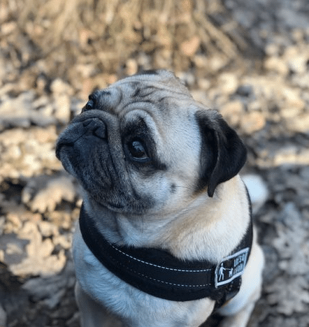 Do pugs eyes fall out