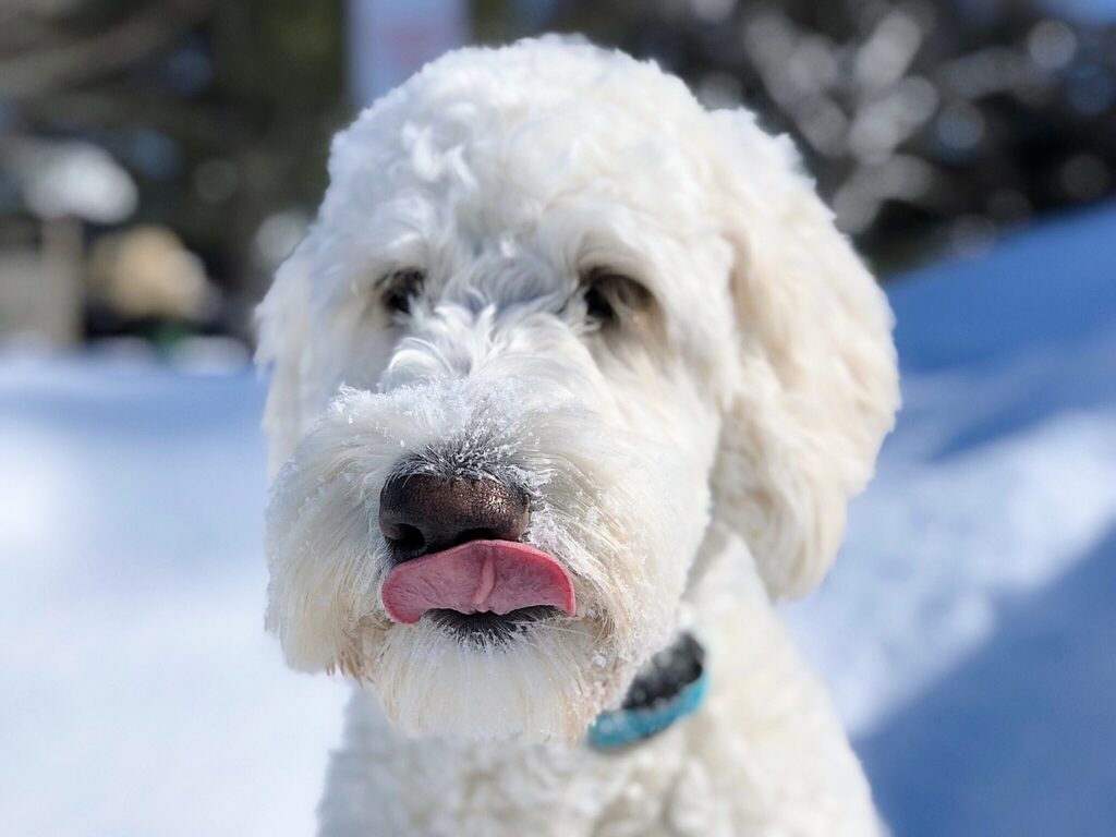 mini goldendoodle