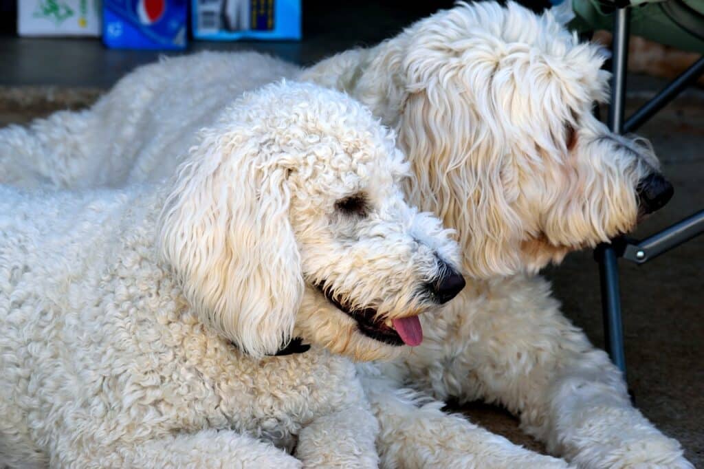 mini goldendoodle