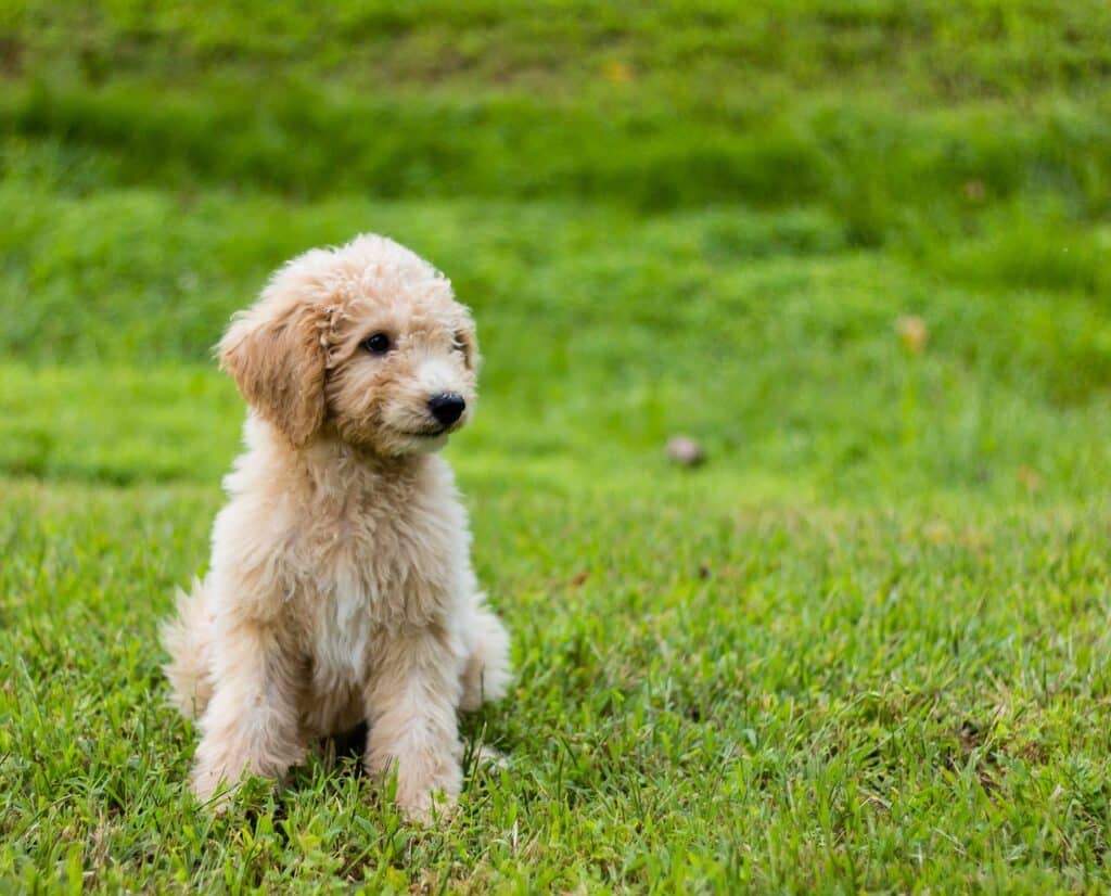 mini goldendoodle