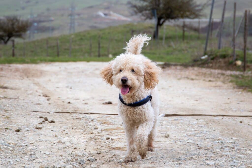 mini goldendoodle