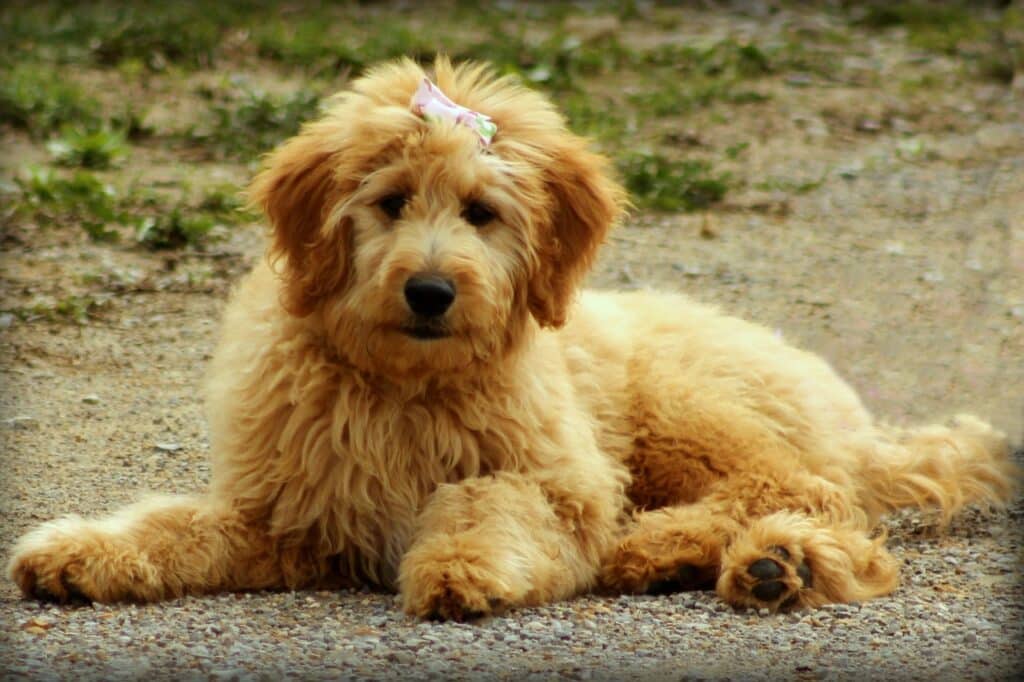 mini goldendoodle