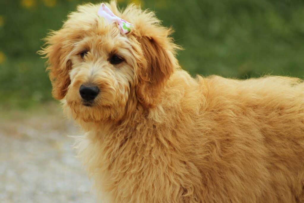 mini goldendoodle