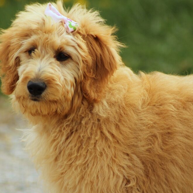 Mini Goldendoodle Full Grown: Size Chart, Care, and Traits