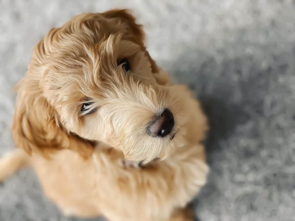 mini goldendoodle