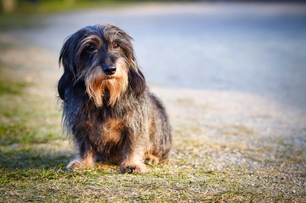 long haired dachshund