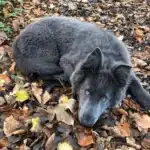 A Blue Wolf Dog: All You Need To Know About This Giant Blue Breed