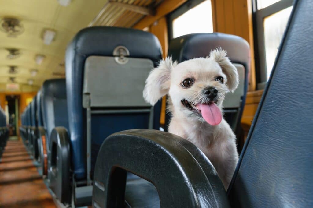 A Thorough Guidance On Amtrak When Your Furry Pet Dog Needs This Service