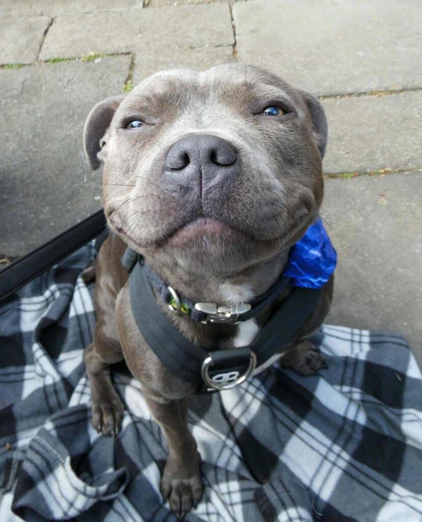 Are Blue Staffies Dangerous You Need to Know