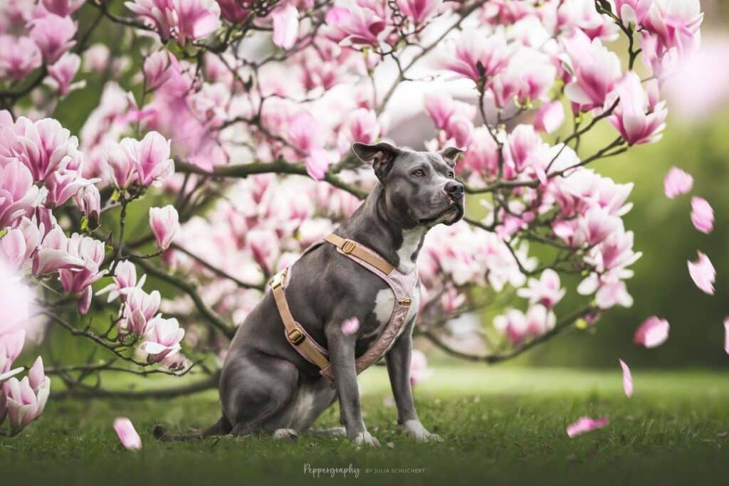 Are Blue Staffies Dangerous You Need to Know