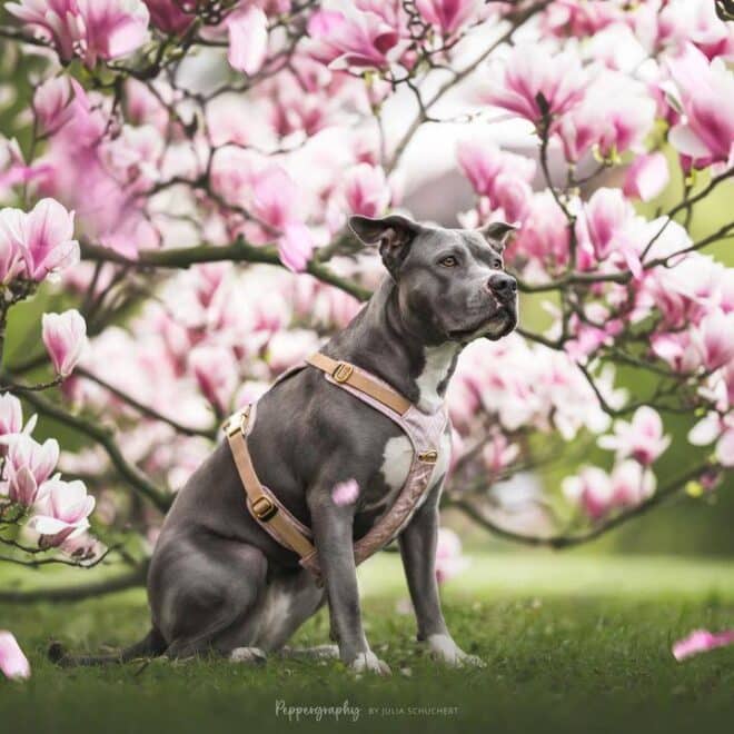 Are Blue Staffies Dangerous? You Need to Know