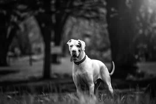 Big White Dogs Living with a Friendly Giant Lost in Your Home