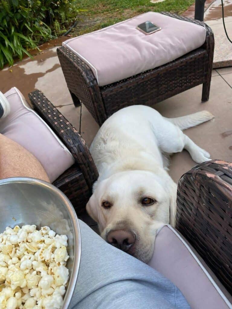 Big White Dogs Living with a Friendly Giant Lost in Your Home