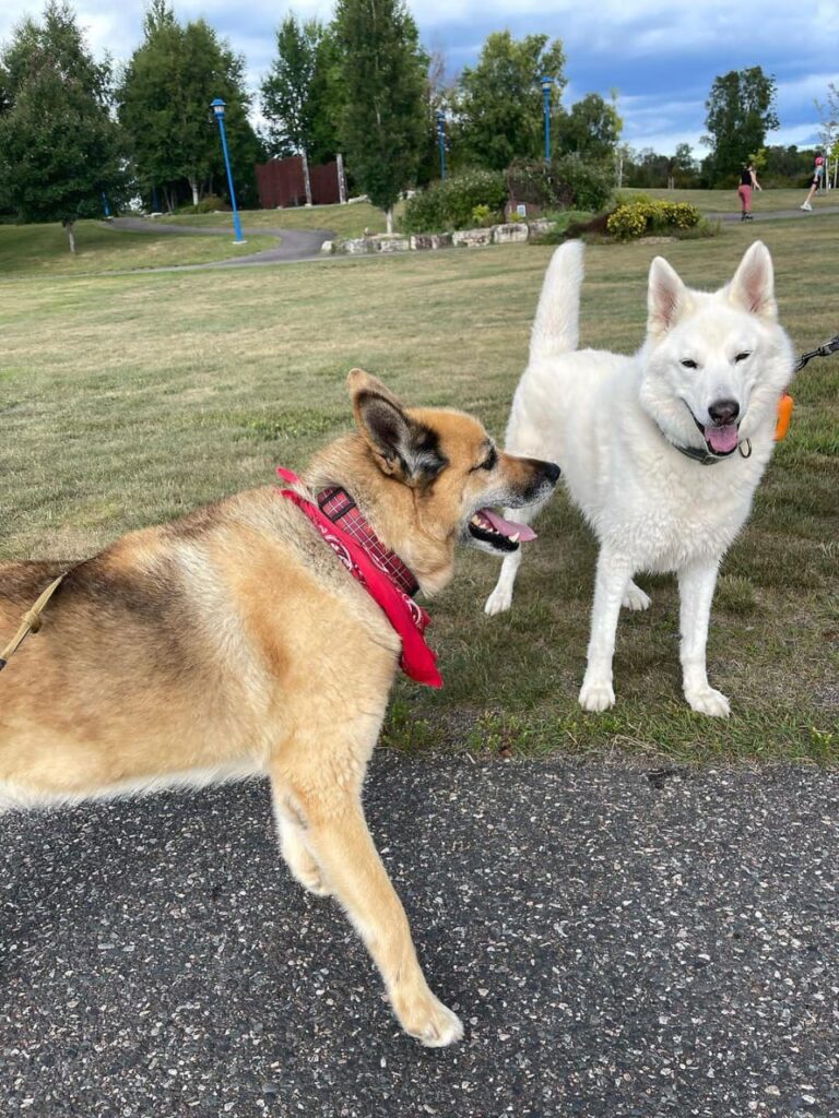 Big White Dogs Living with a Friendly Giant Lost in Your Home