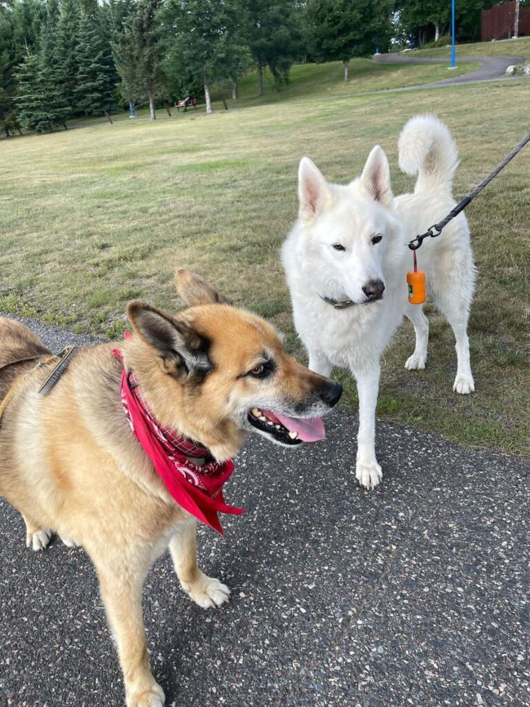 Big White Dogs Living with a Friendly Giant Lost in Your Home