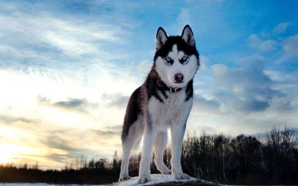 Blue Bay Shepherd – A Unique Canine Companion You Can Visit Doglazy