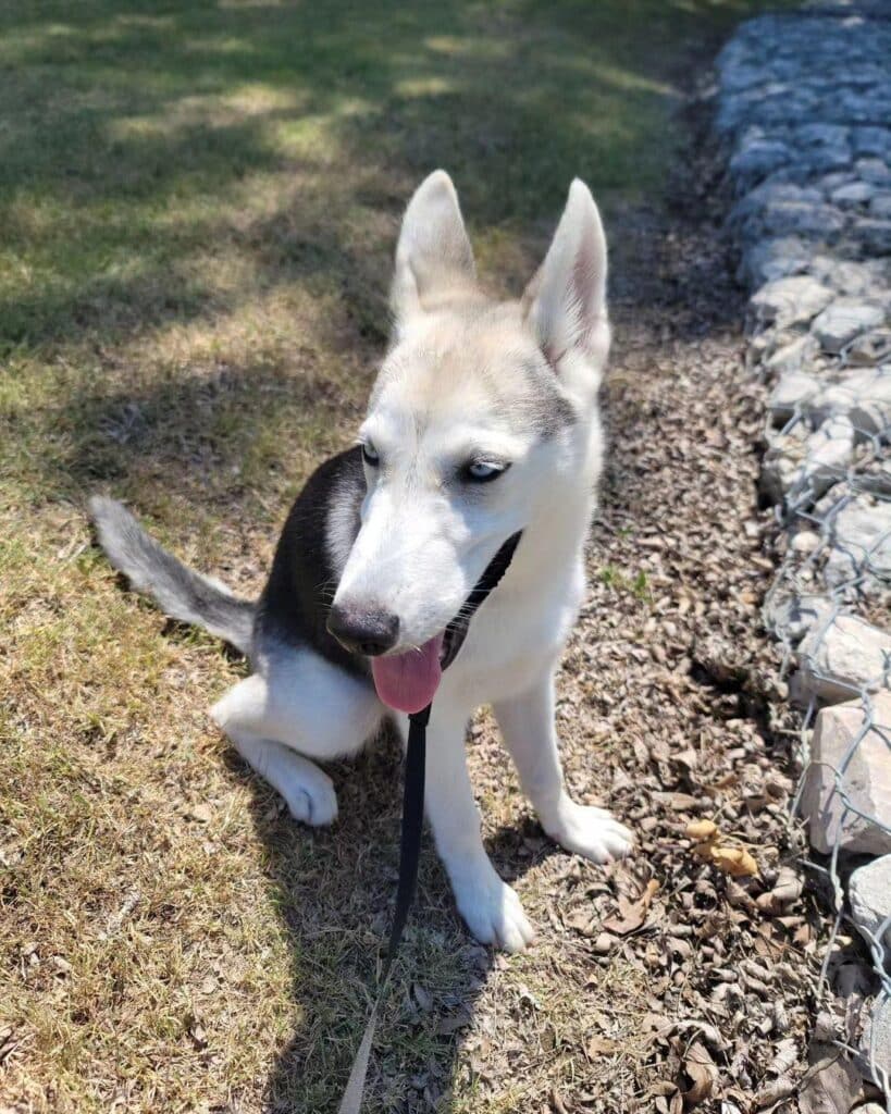 Blue Wolf Dog – A Unique Canine Companion You Can Visit Doglazy