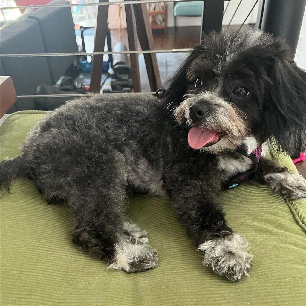 Corgi Poodle Mix