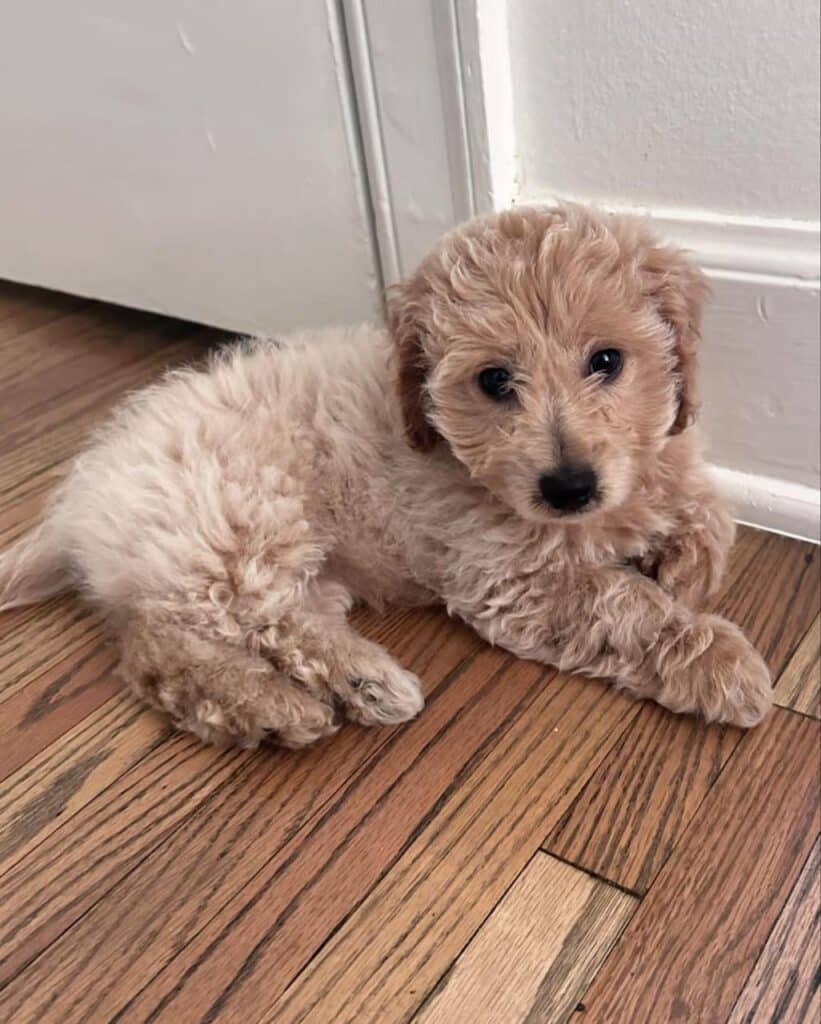 Corgi Poodle Mix