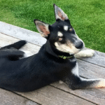 Doberman Husky Mix: Origin, History, Physical Traits, Temperament & More