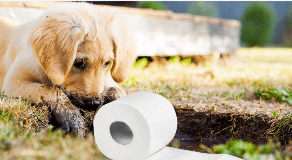 Dog Eats Paper Towels