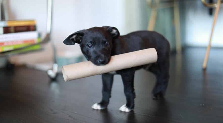 Dog Eats Paper Towels 