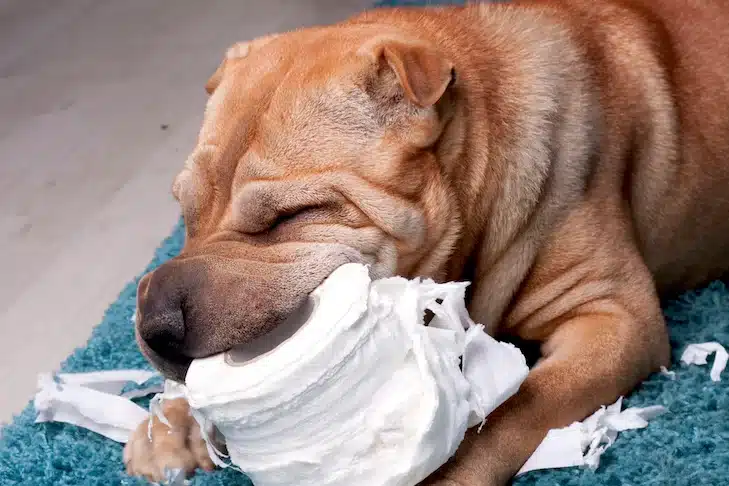 Dog Eats Paper Towels 