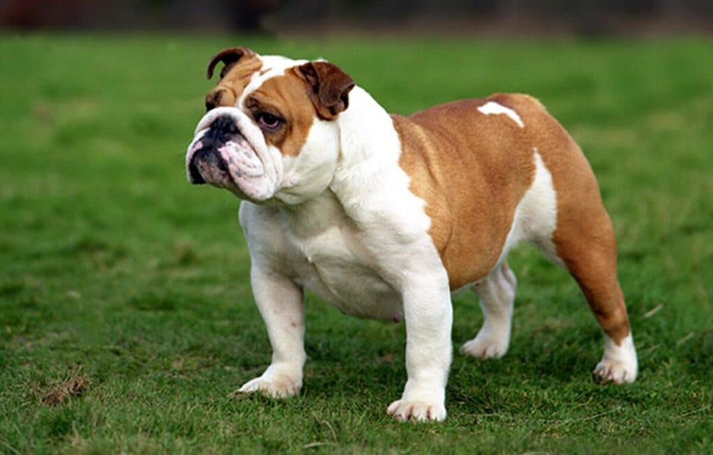 English Bulldog Lifespan: You Need To Know About