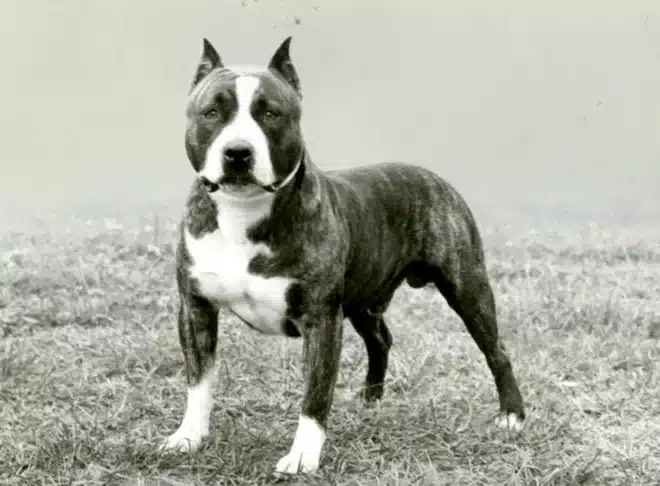 Is An American Staffordshire Terrier a Pitbull
