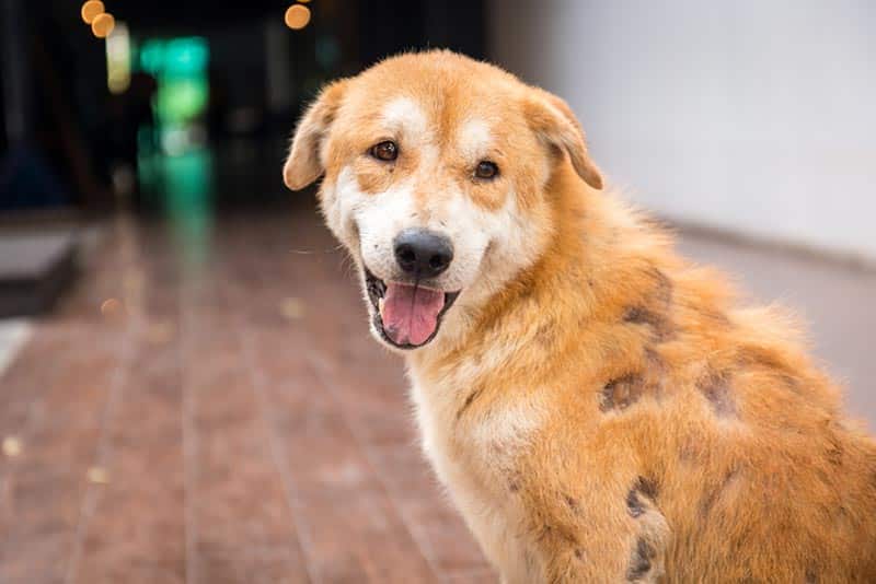 Why is A Dog ​​Losing Hair in Patches And Scabs What Does it Suggest