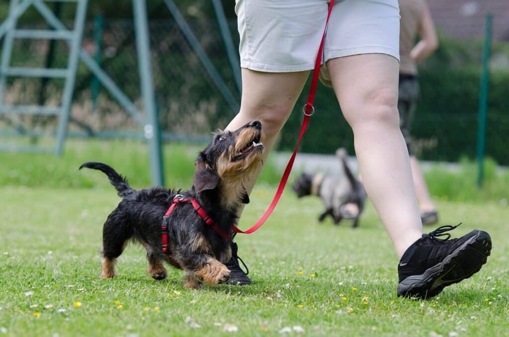 Dog ​​Losing Hair in Patches And Scabs?