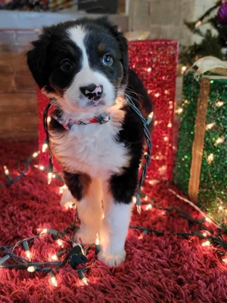 Australian Shepherd Bernese Mountain Dog Mix