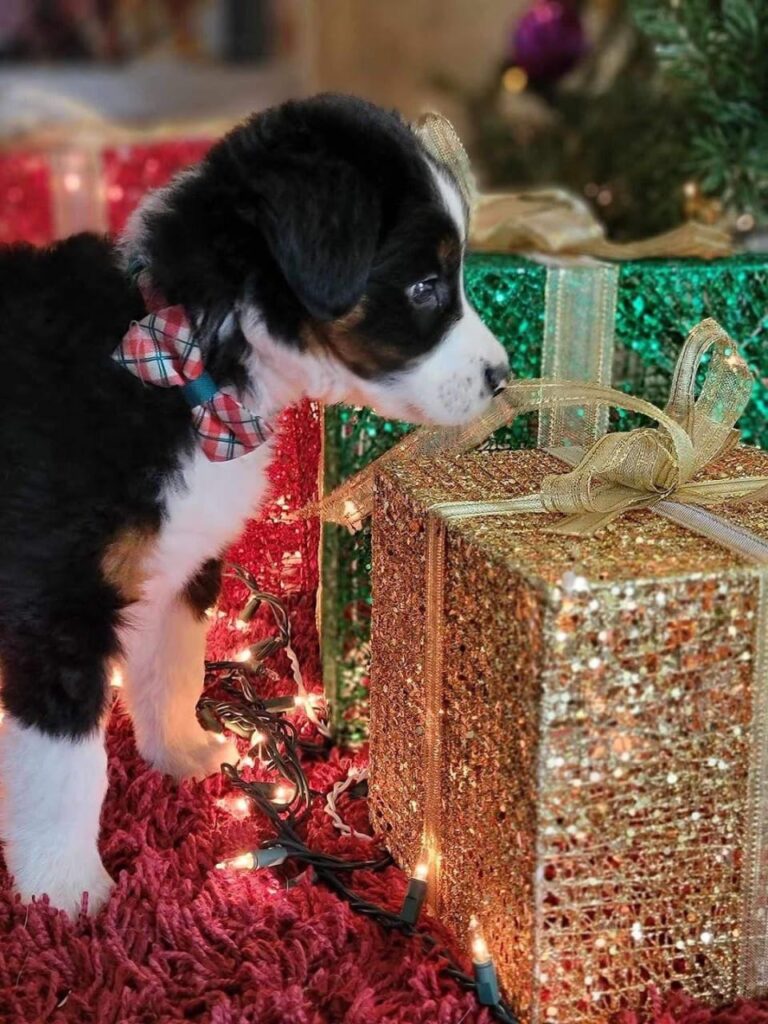 Australian Shepherd Bernese Mountain Dog Mix