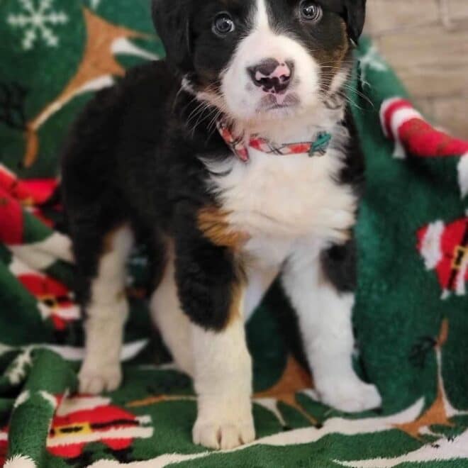 Bernese Aussie Or Australian Shepherd Bernese Mountain Dog Mix: All About This Hybrid Breed