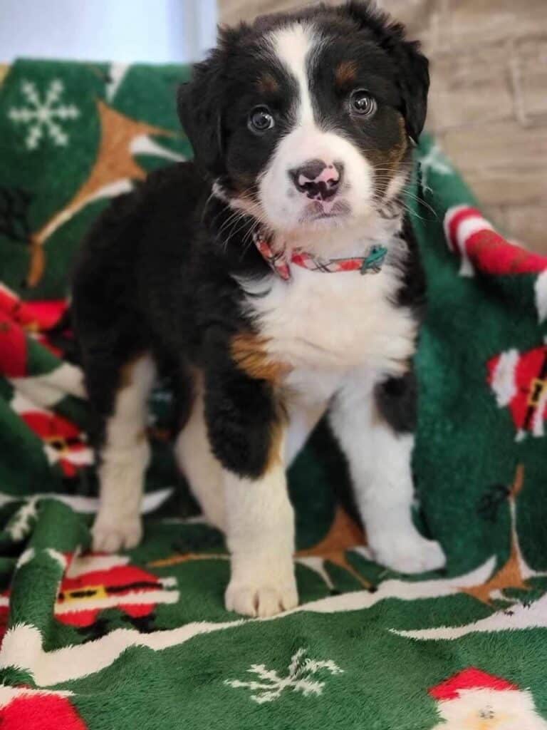 Australian Shepherd Bernese Mountain Dog Mix